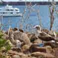 Queen of the Galapagos