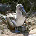 Blue Footed Boobie - Galapagos