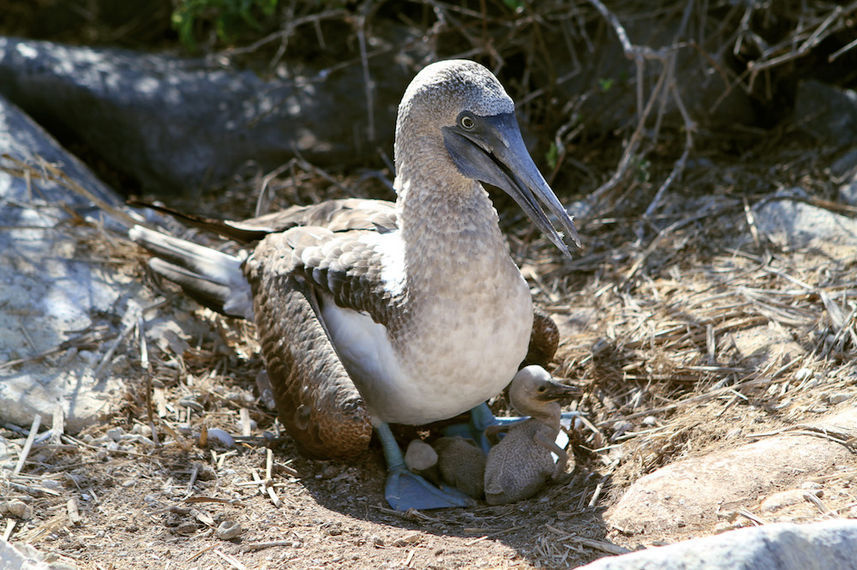 Blue Footed Boobie - Galapagos