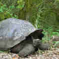 Giant Tortoise - Galapagos