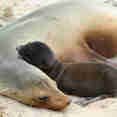 Sea Lion & Pup - Galapagos Islands