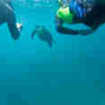 Snorkelling with turtles in the Galapagos Islands