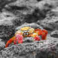 Sally Lightfoot Crab - Bachas Beach Galapagos