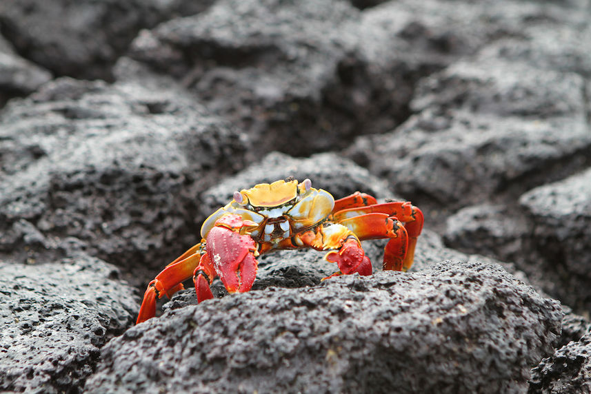 Sally Lightfoot Crab - Bachas Beach Galapagos