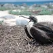 Female Frigate Bird - Galapagos