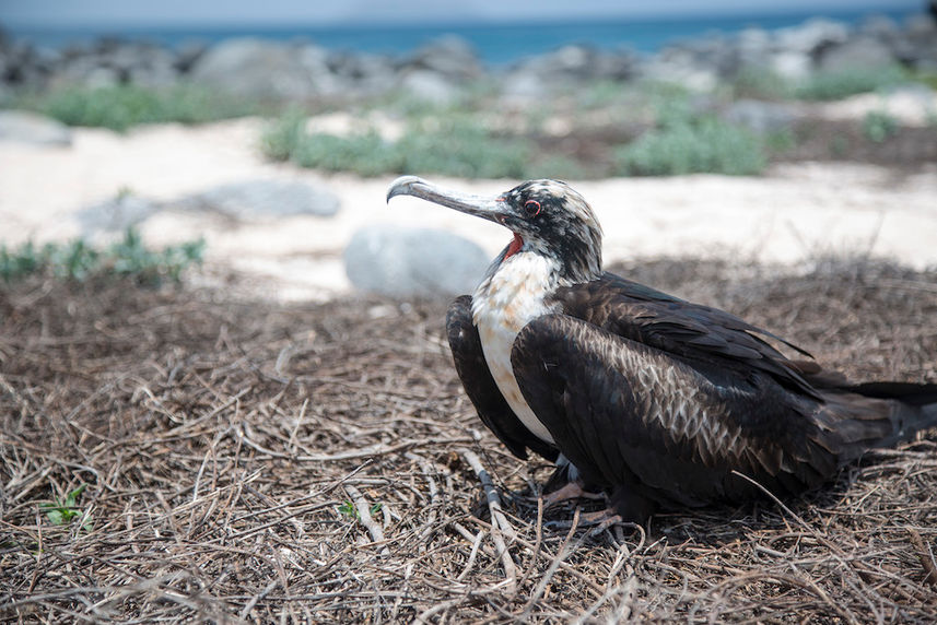 Female Frigate Bird - Galapagos