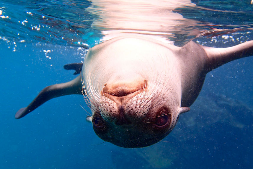 Playful Sea Lions - Galapagos