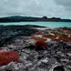 Ocean Red Shrubs - Galapagos Islands