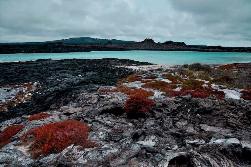 Ocean Red Shrubs - Galapagos Islands