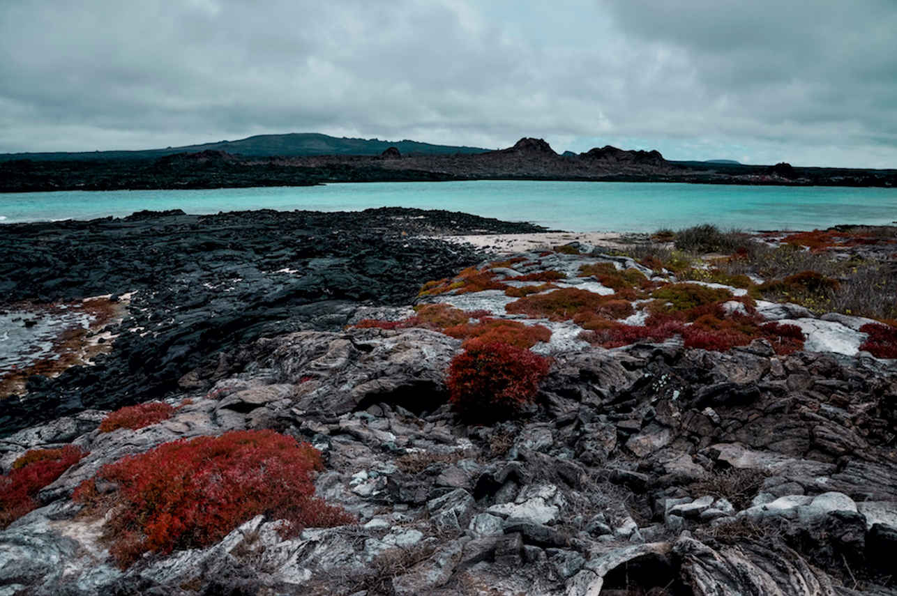 Ocean Red Shrubs - Galapagos Islands