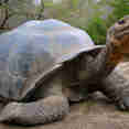 Giant Tortoise Puerto Ayora