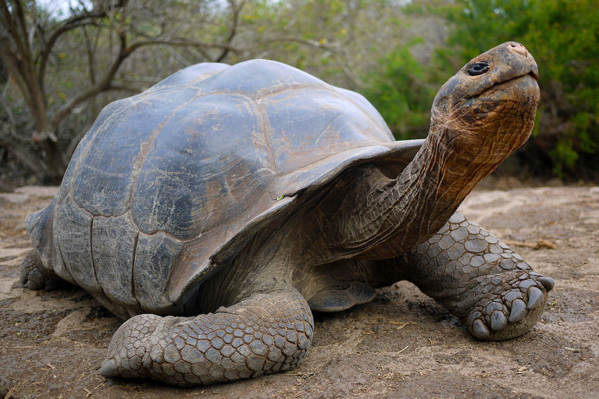 Giant Tortoise Puerto Ayora