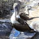 Blue Footed Booby Punta Suarez