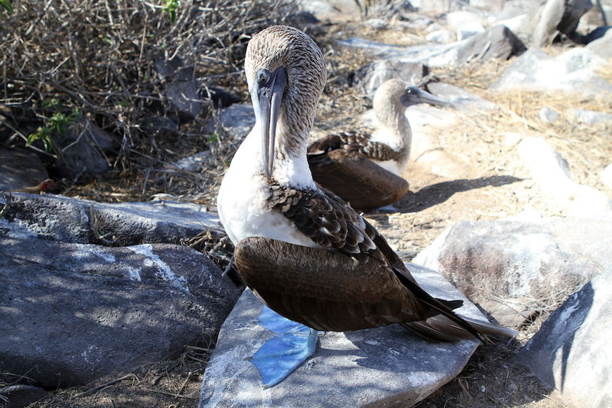 Blue Footed Booby Punta Suarez