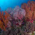 Coral Reef - Dolphin Queen