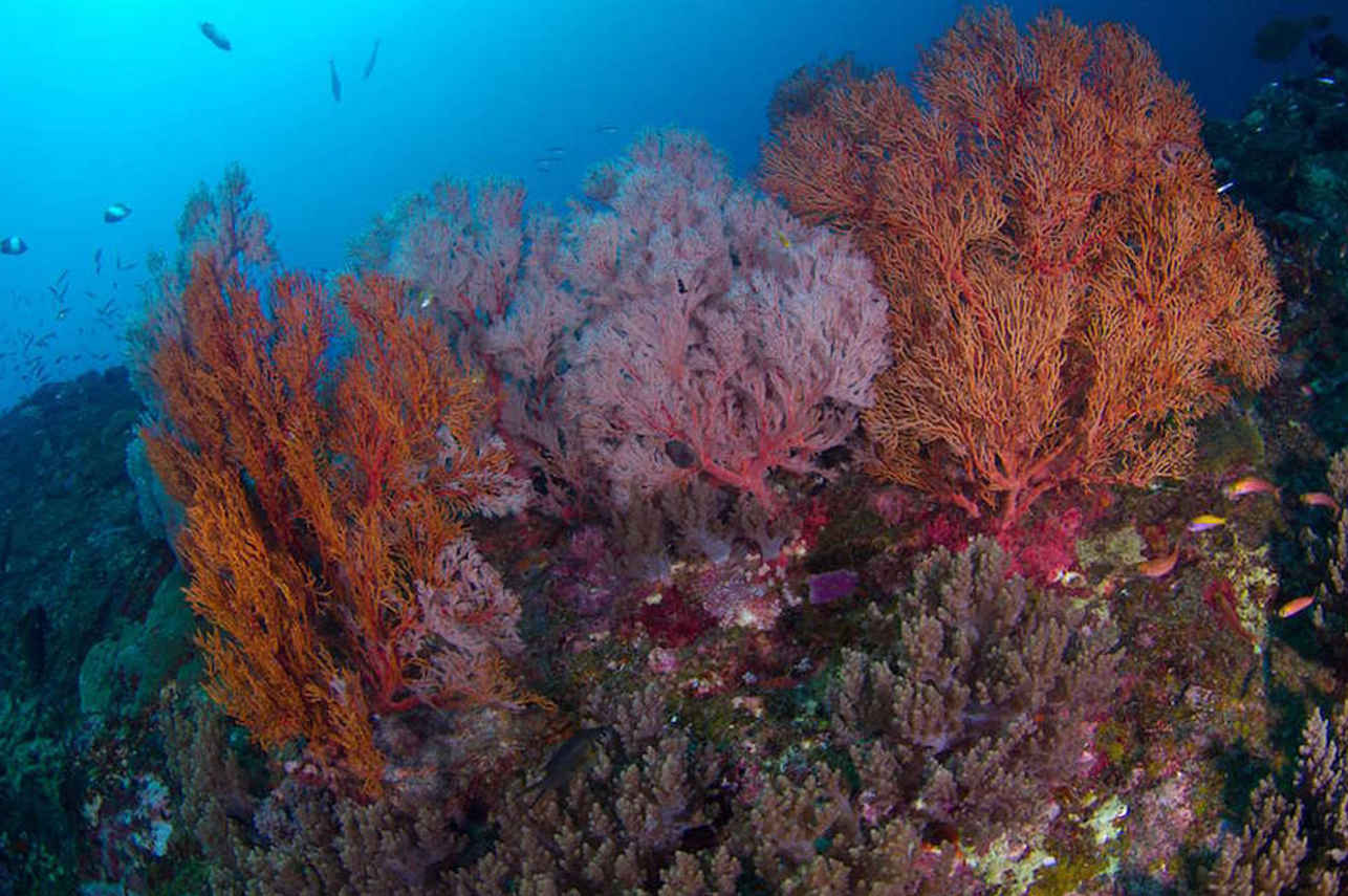 Corail  - Dolphin Queen