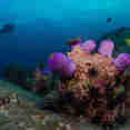 Coral Reef - Dolphin Queen