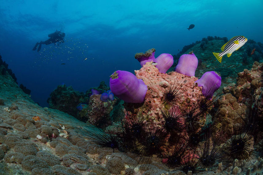 Coral Reef - Dolphin Queen