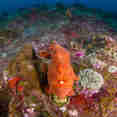 Coral Reef - Dolphin Queen