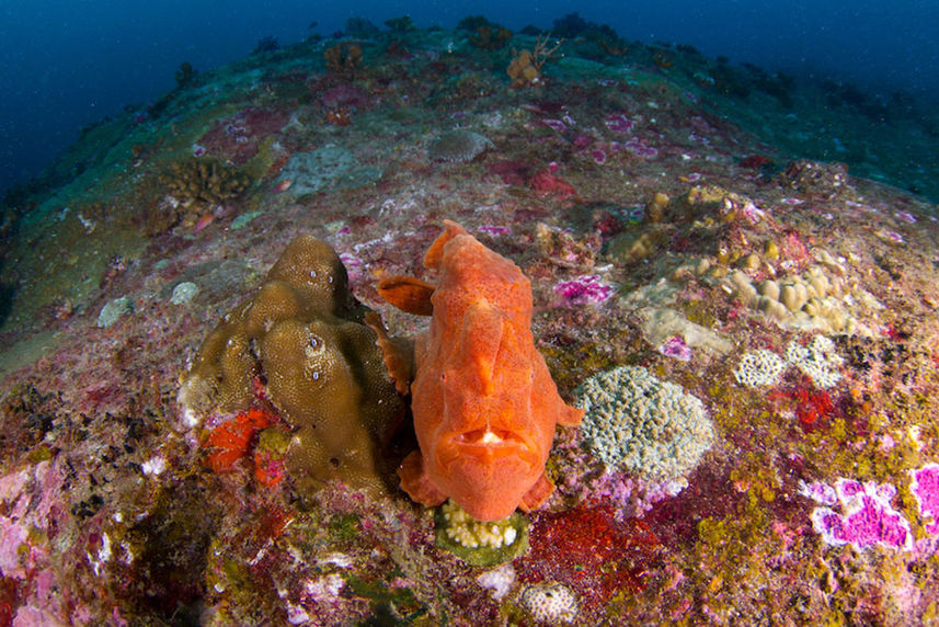 Barriera Corallina - Dolphin Queen