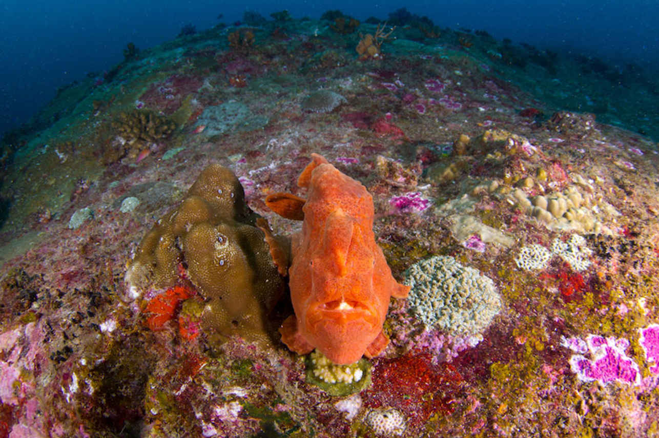 Corail  - Dolphin Queen