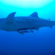 Whale Shark - Dolphin Queen