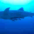 Whale Shark - Dolphin Queen
