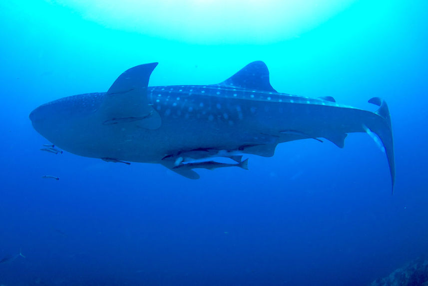 Whale Shark - Dolphin Queen