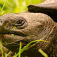 Gian Tortoise - Galapagos Islands