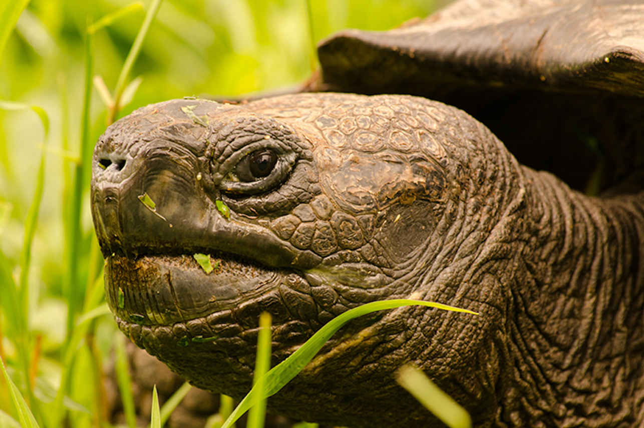 Gian Tortoise - Galapagos Islands