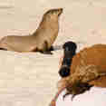 Sea Lion Posing For Photos - Galapagos Islands