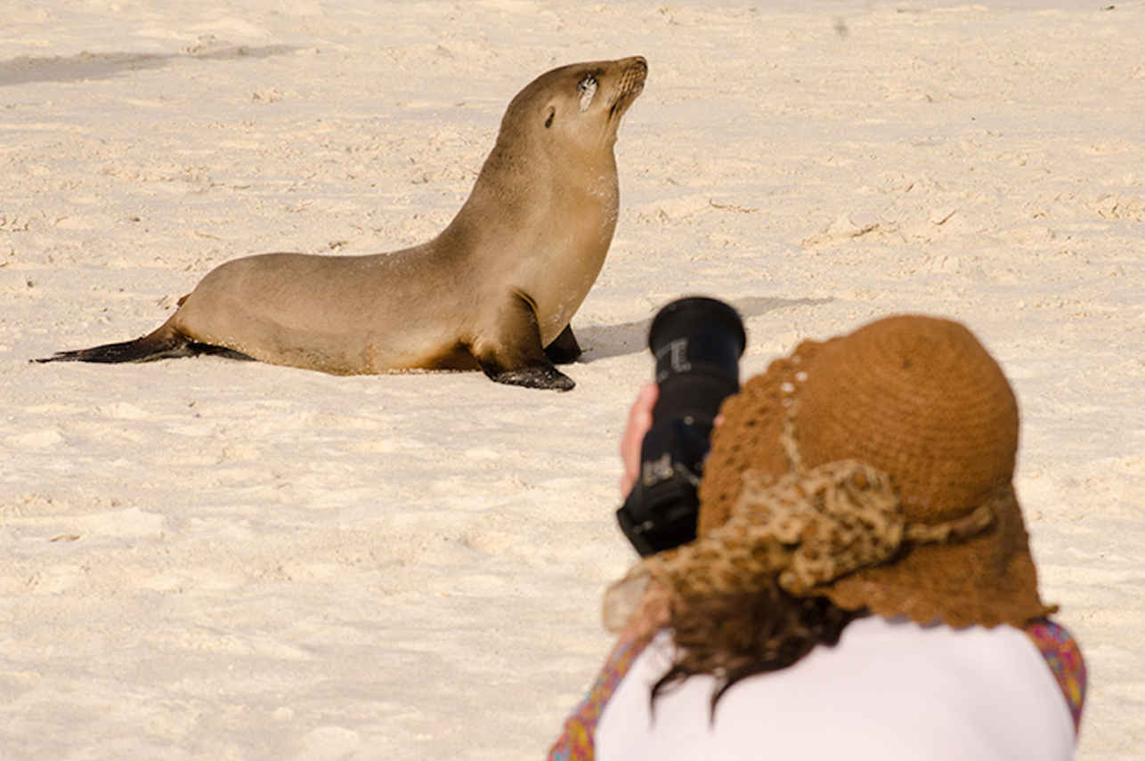 Sea Lion Posing For Photos - Galapagos Islands