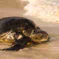 Sea Turtle - Galapagos Islands