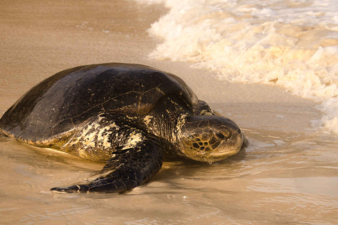 Sea Turtle - Galapagos Islands