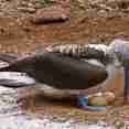 Blue Footed Booby