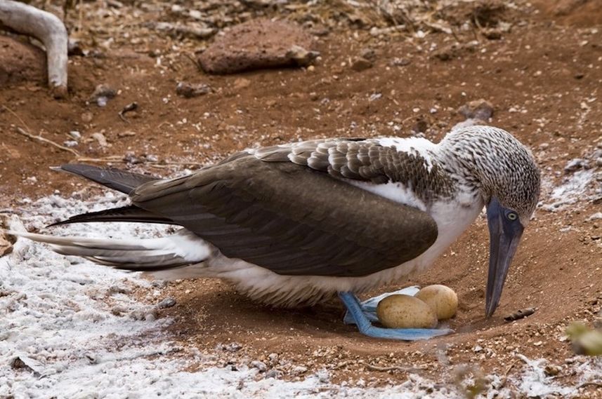 Blue Footed Booby