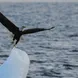 Eagle & Iceberg - Alaska