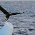 Eagle & Iceberg - Alaska