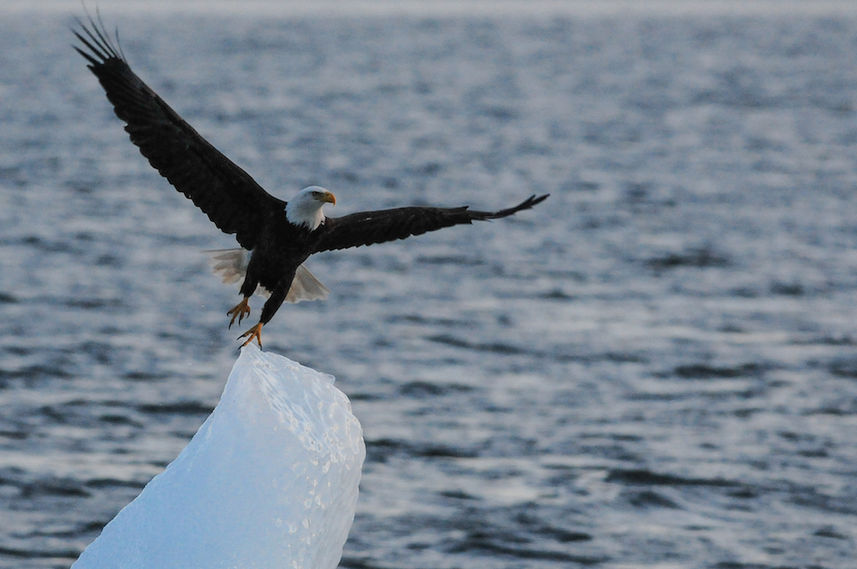 Eagle & Iceberg - Alaska