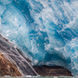 Arctic Terns at the face of a Glacier - Alaska