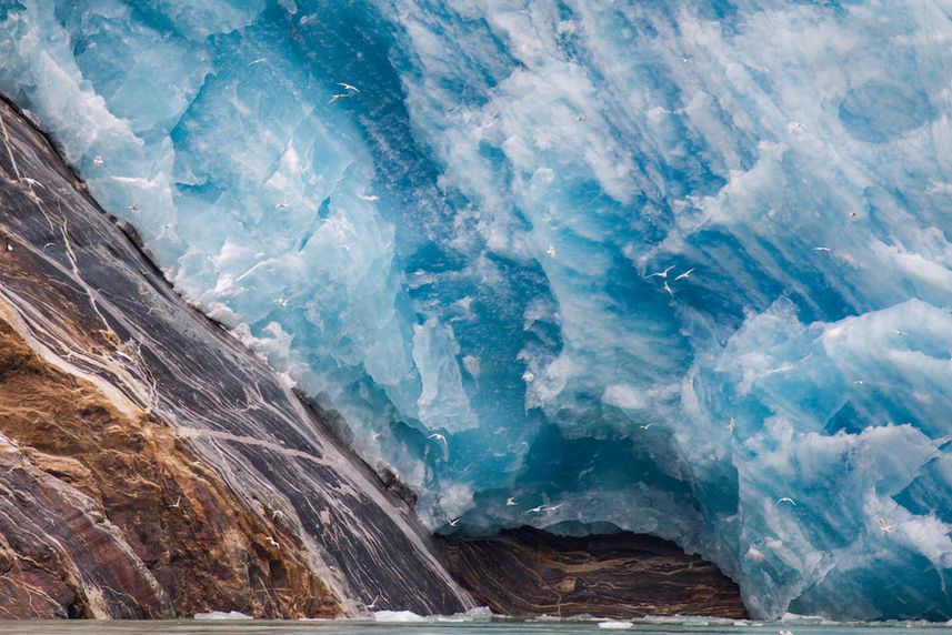 Arctic Terns at the face of a Glacier - Alaska