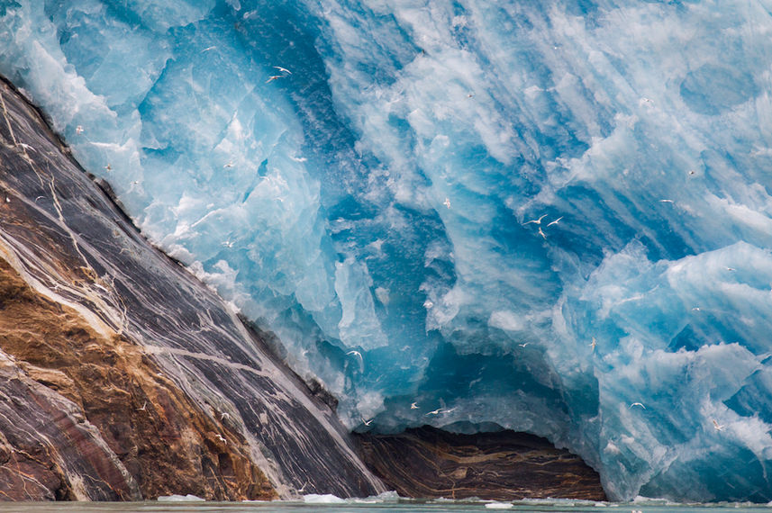 Arctic Terns at the face of a Glacier - Alaska