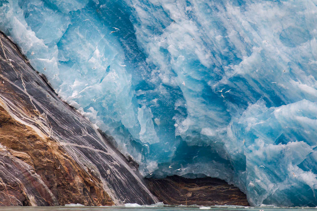 Arctic Terns at the face of a Glacier - Alaska
