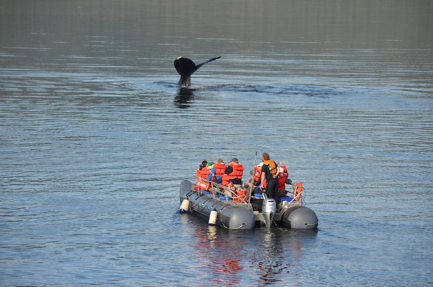 Up close with a Humpback Whale