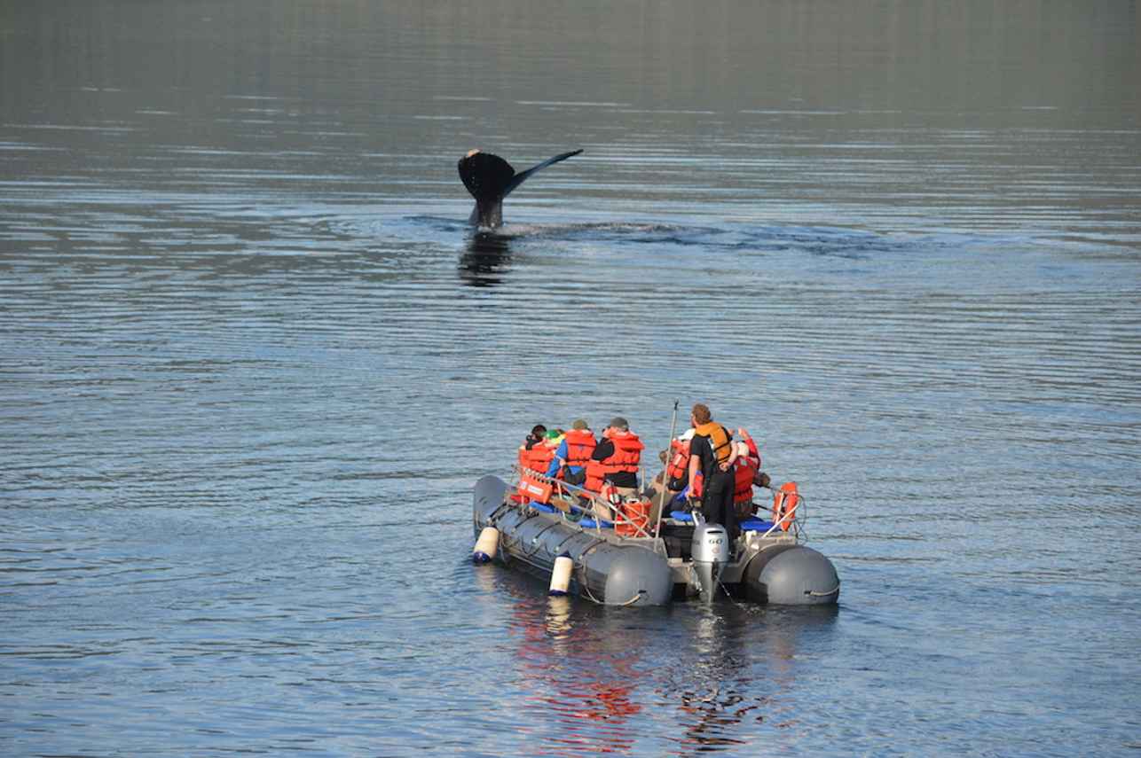 Up close with a Humpback Whale