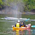 Kayaking with Whales