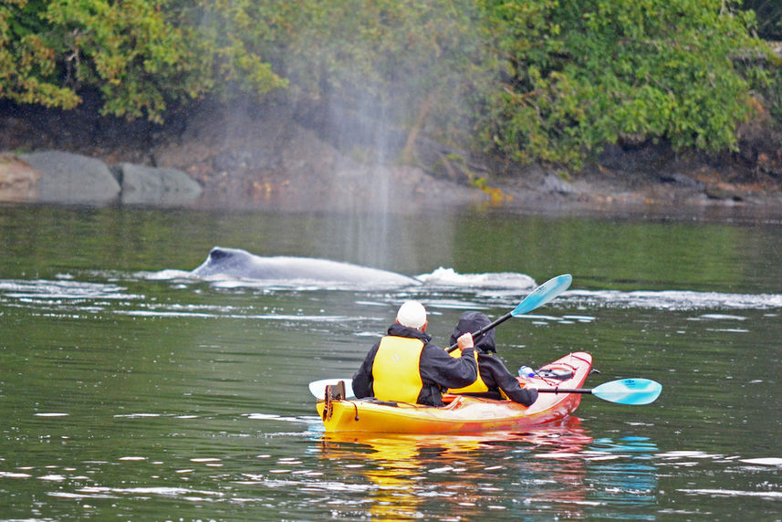 Kayaking with Whales