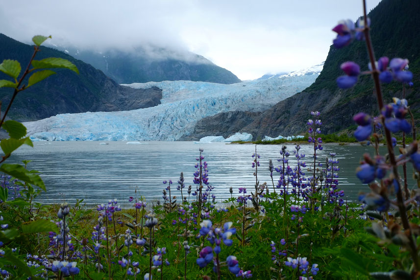 Mendenhall Glacier & Lupines