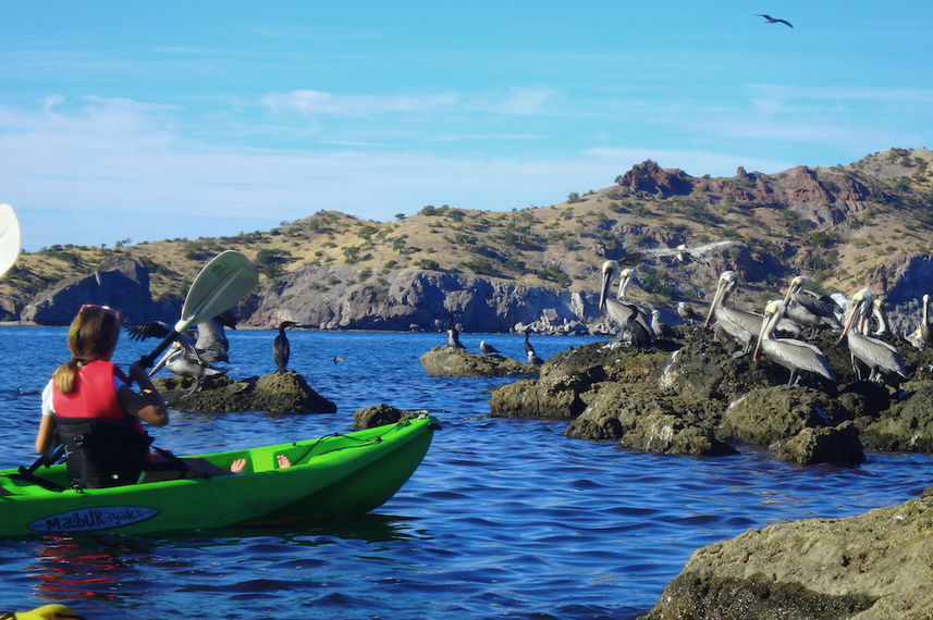 Kayaking with wildlife