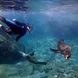 Snorkelling with sea lions in Mexico